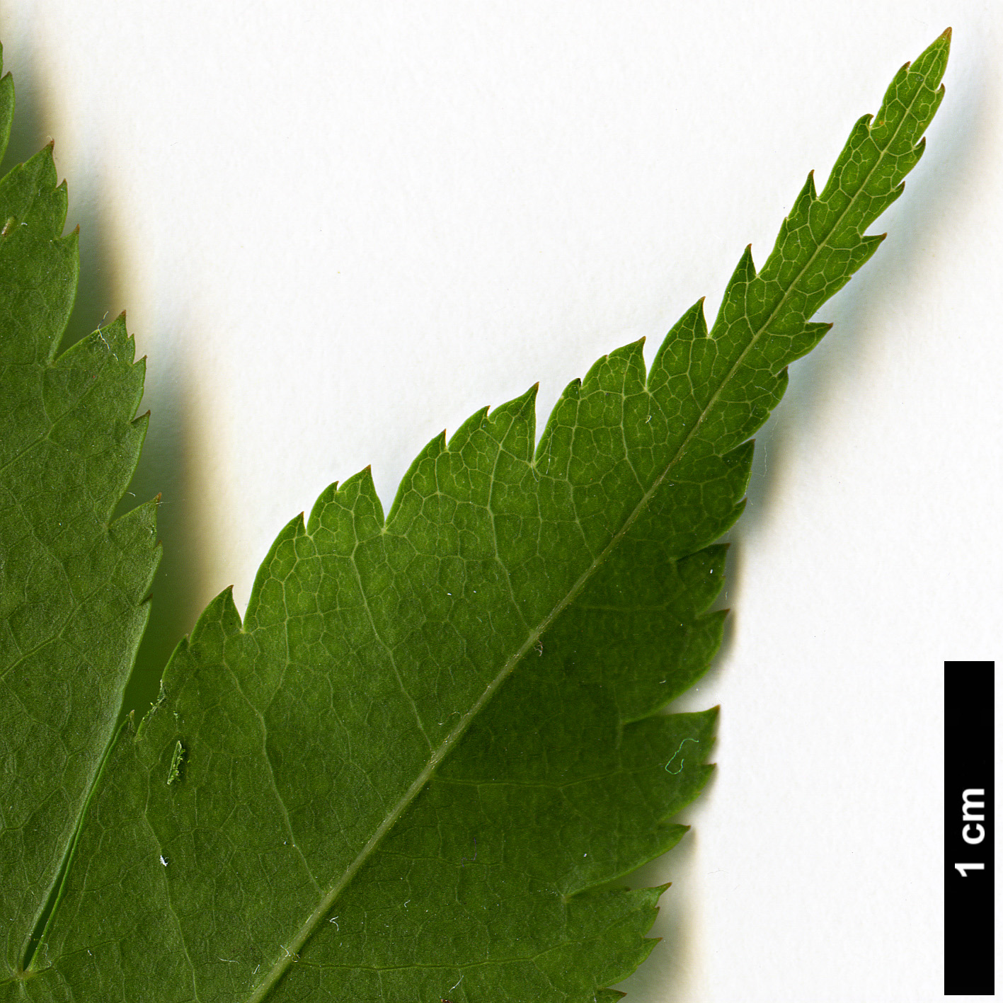 High resolution image: Family: Sapindaceae - Genus: Acer - Taxon: amoenum - SpeciesSub: var. matsumurae